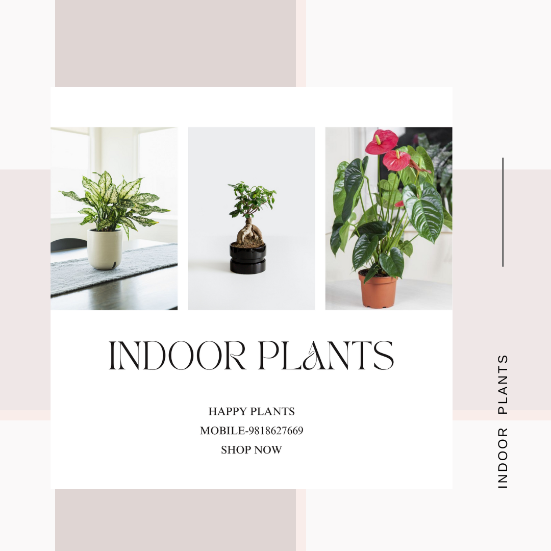 Plant Serenity
